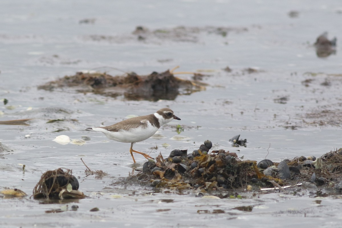 Semipalmated Plover - ML624050113