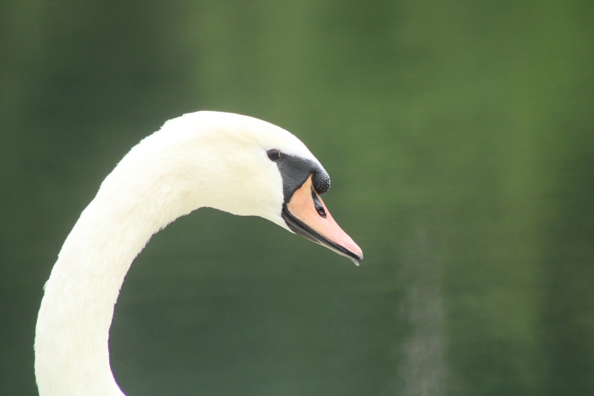 Cygne tuberculé - ML624050116