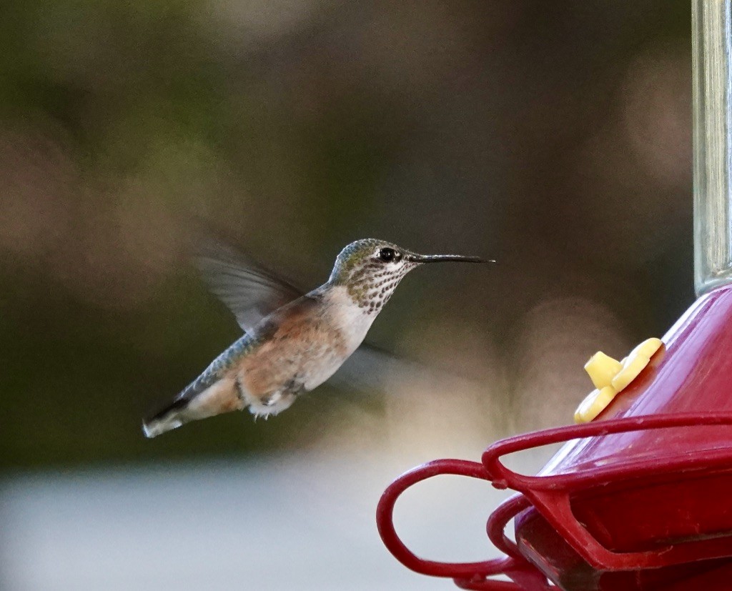 Calliope Hummingbird - ML624050137