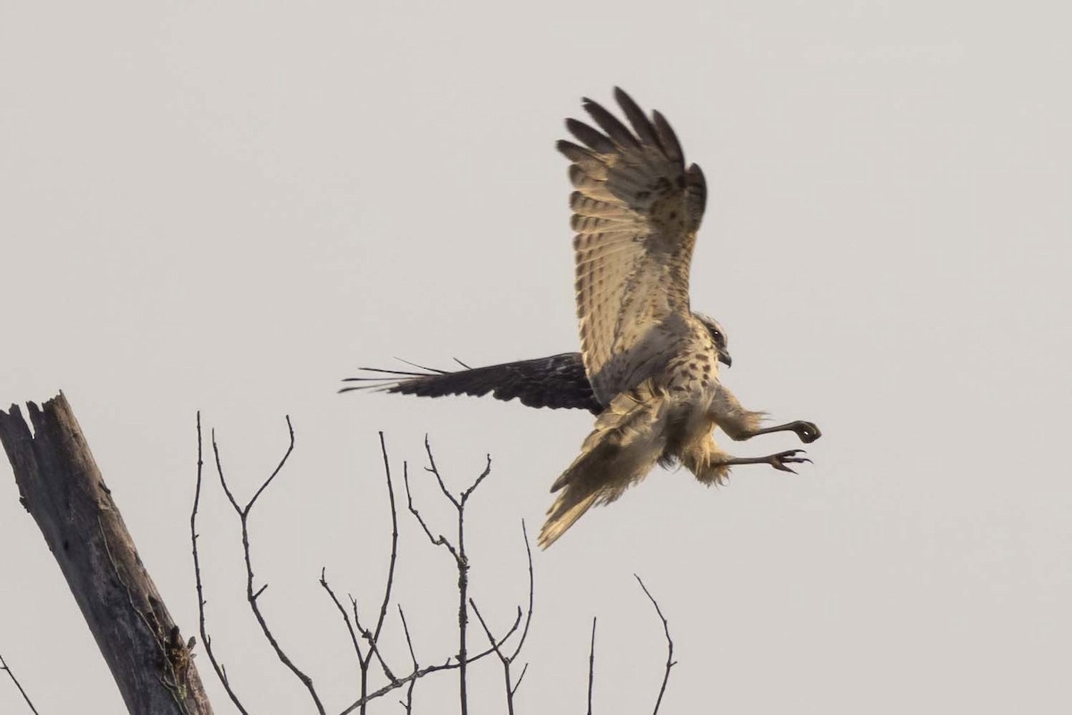 Red-shouldered Hawk - John Edmondson