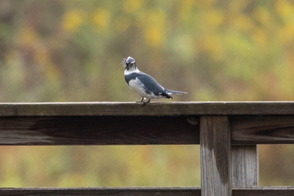 Belted Kingfisher - ML624050169