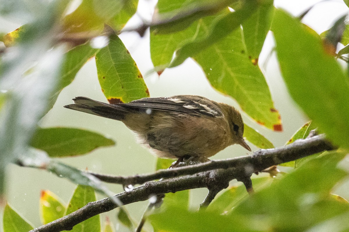 Bay-breasted Warbler - Yixiao Liu