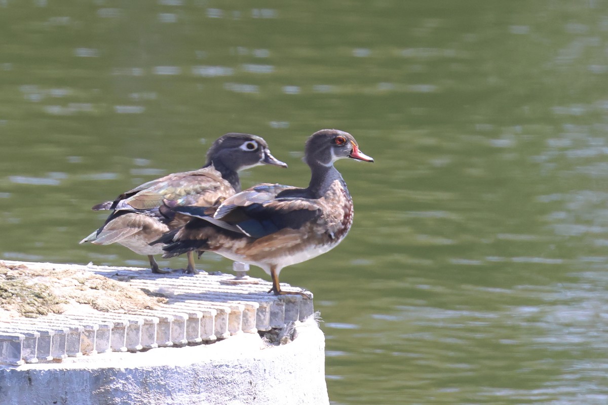 Wood Duck - ML624050184