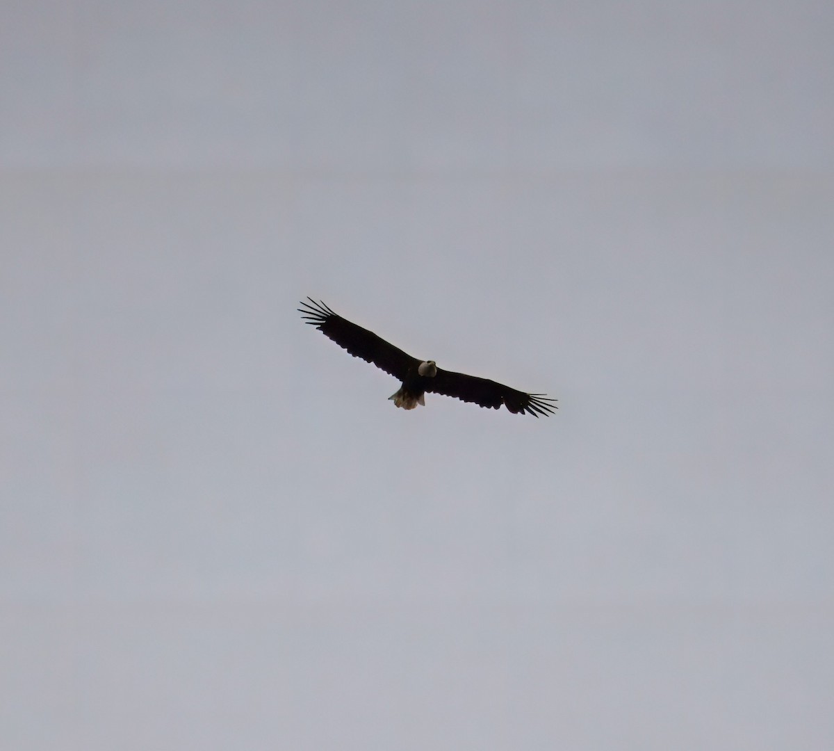 Bald Eagle - ML624050187