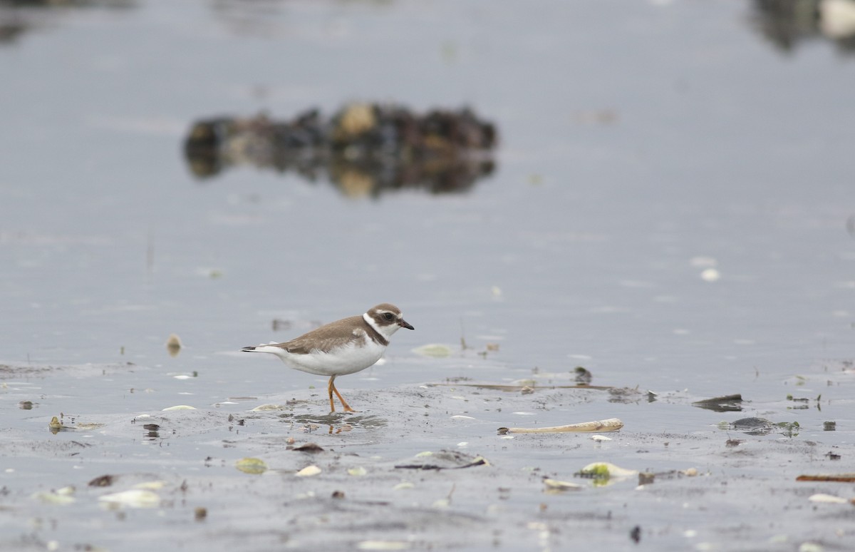 Semipalmated Plover - ML624050191