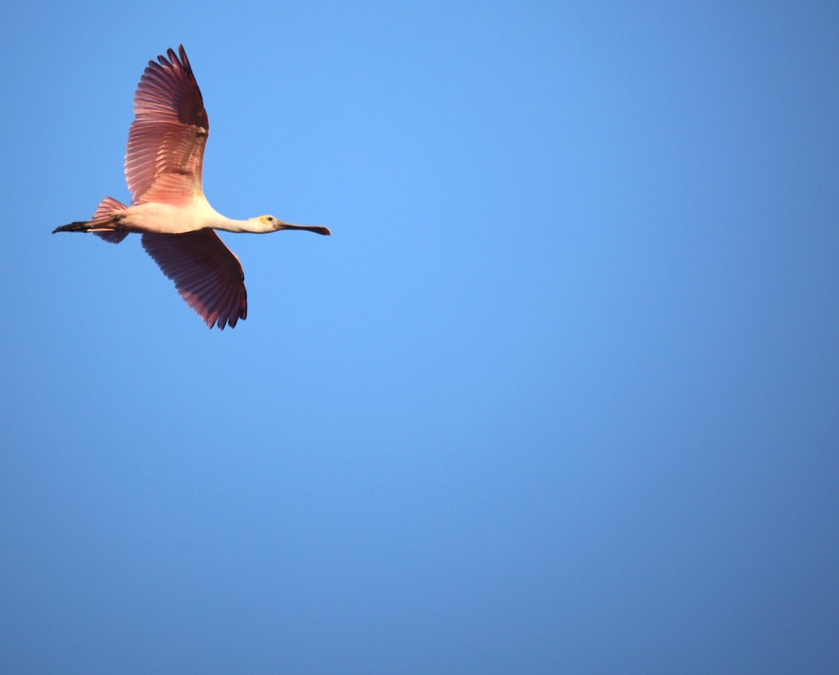 Roseate Spoonbill - ML624050203