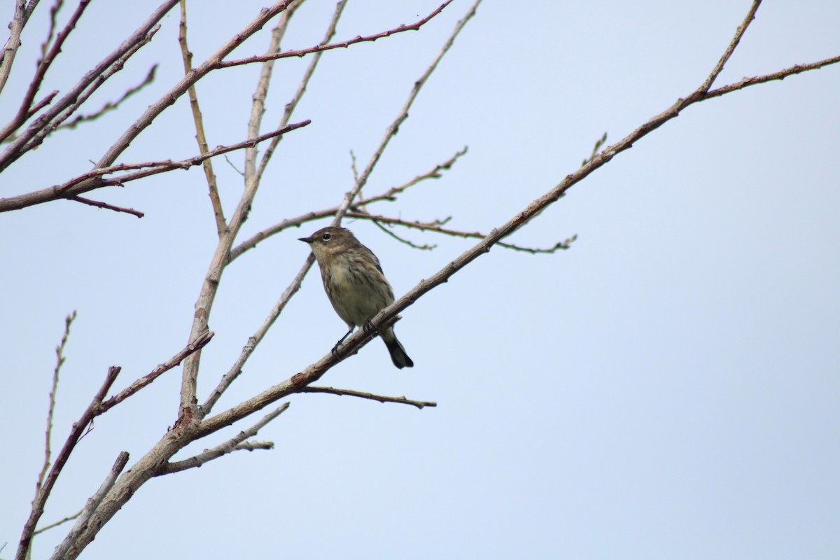 Yellow-rumped Warbler - ML624050213