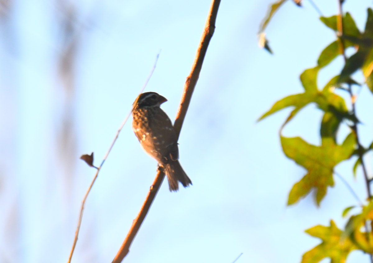 Rose-breasted Grosbeak - ML624050252