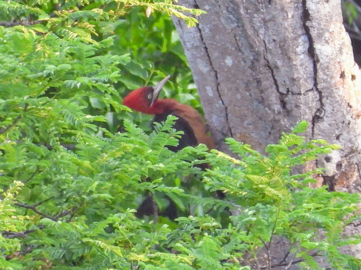 Red-necked Woodpecker - ML624050255