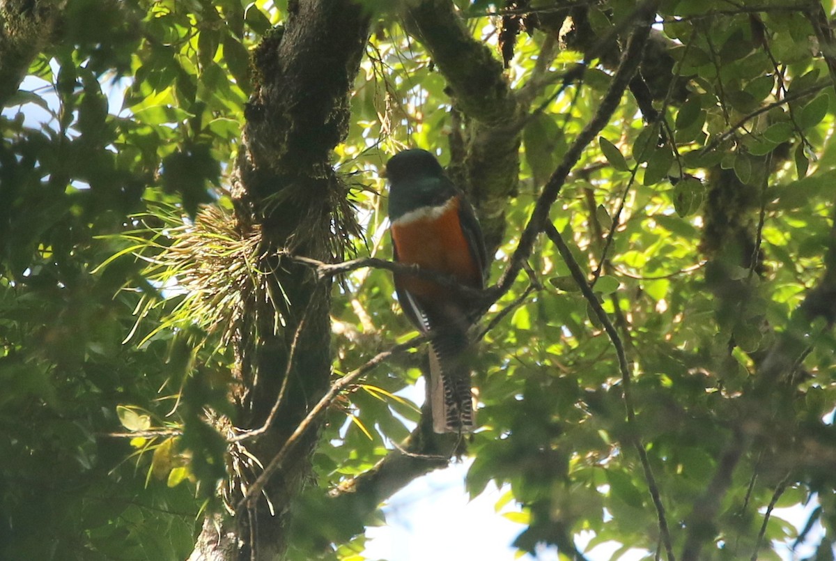 Collared Trogon - ML624050258