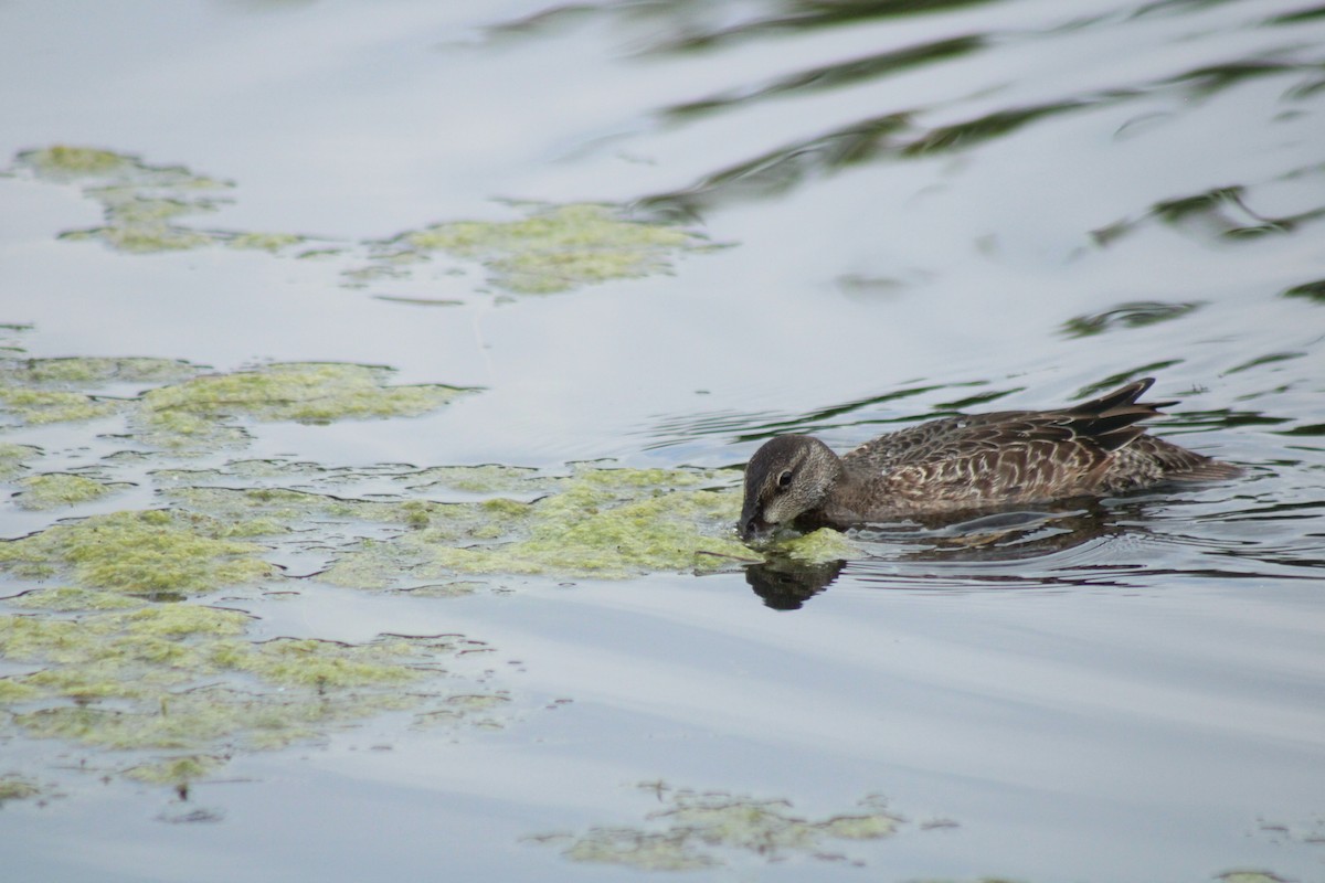 Blue-winged Teal - ML624050262