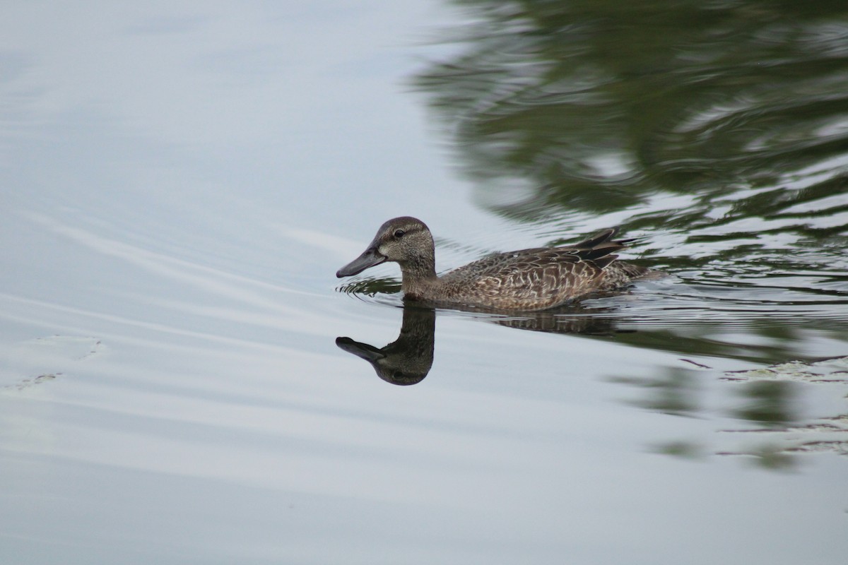 Blue-winged Teal - ML624050266