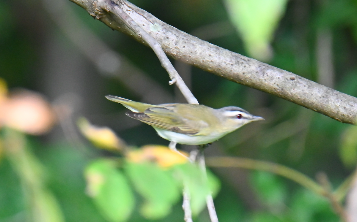 Red-eyed Vireo - ML624050267