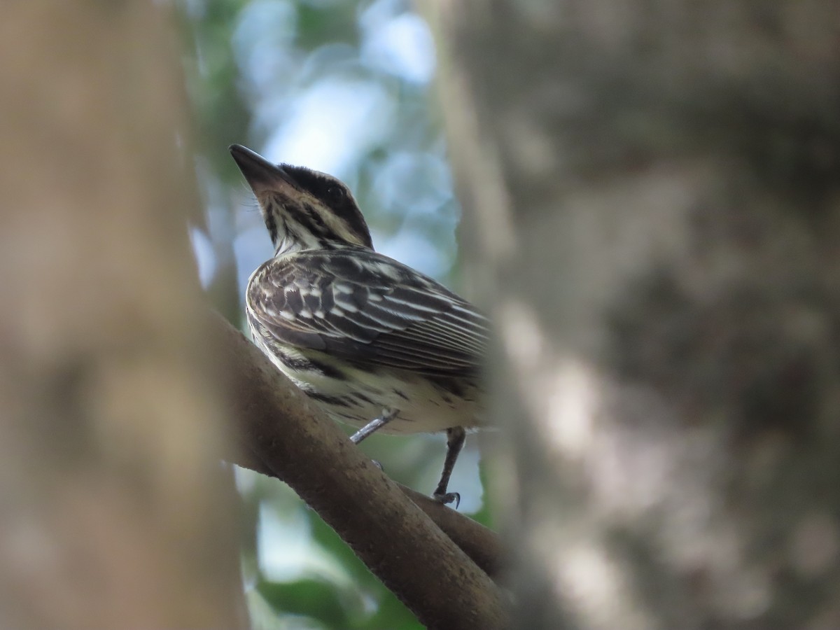 Streaked Flycatcher - ML624050268