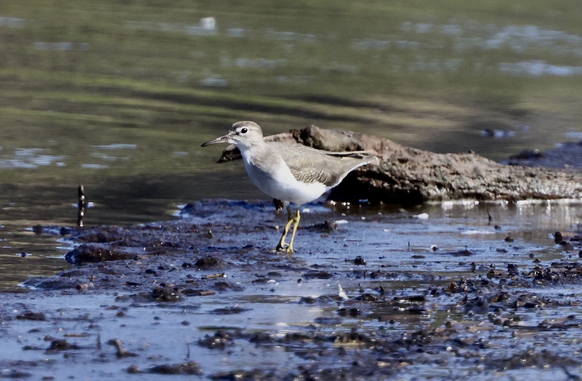 Spotted Sandpiper - ML624050273