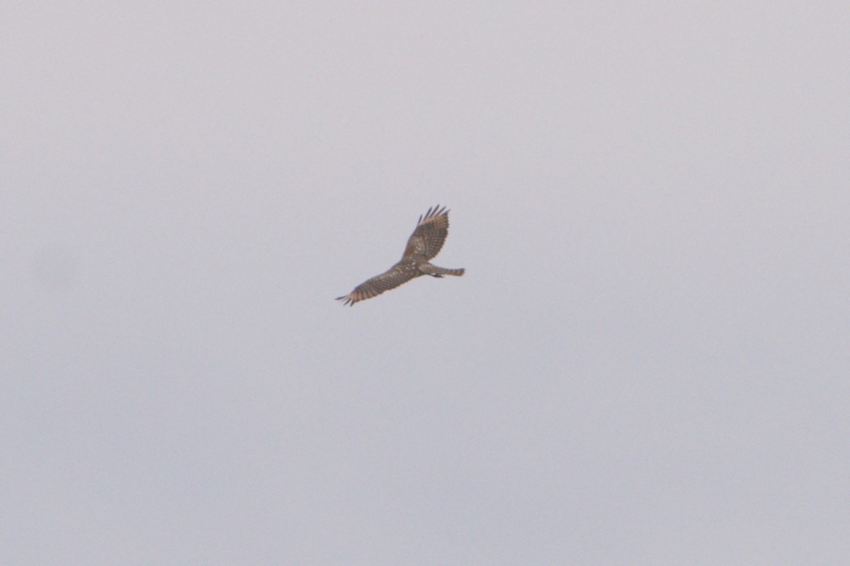 Red-shouldered Hawk - ML624050279