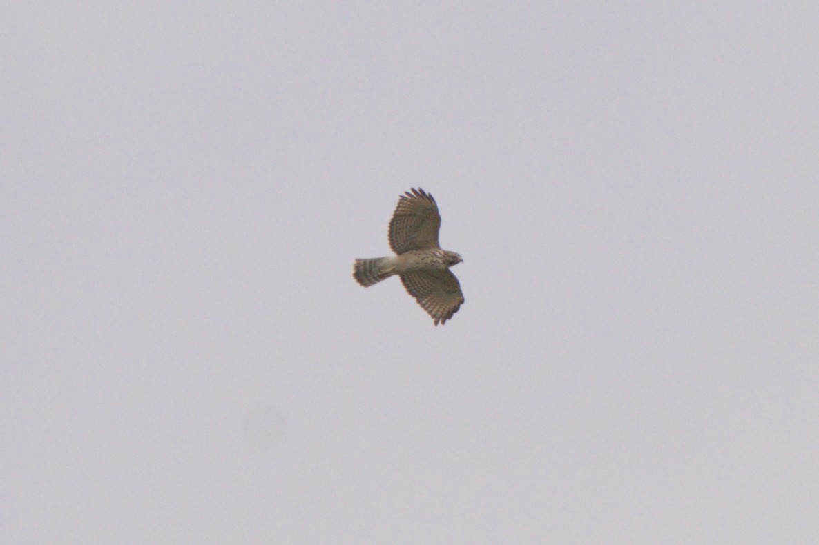 Red-shouldered Hawk - ML624050281