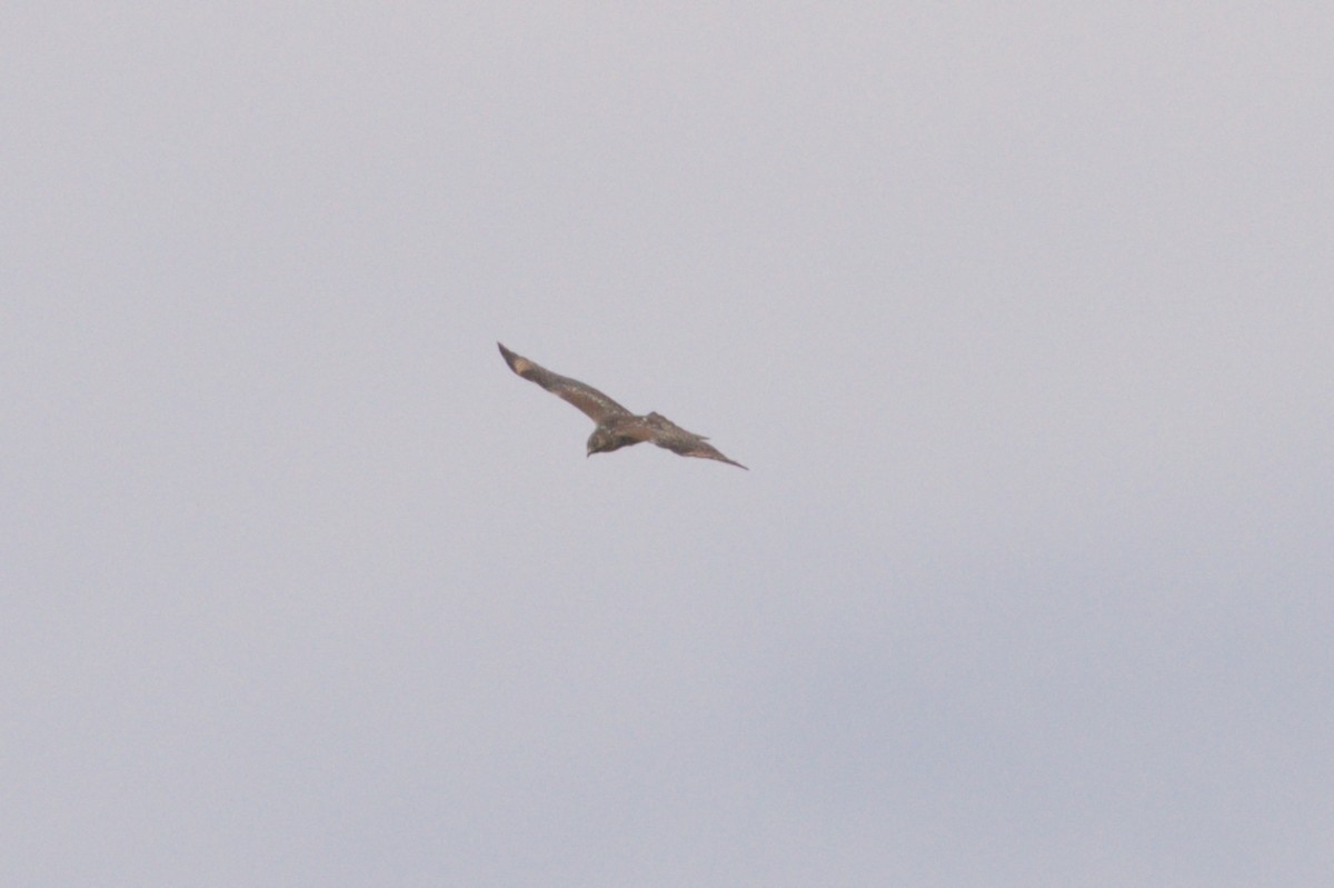 Red-shouldered Hawk - ML624050282