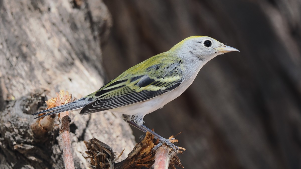 Chestnut-sided Warbler - ML624050289