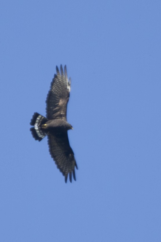 Zone-tailed Hawk - ML624050343