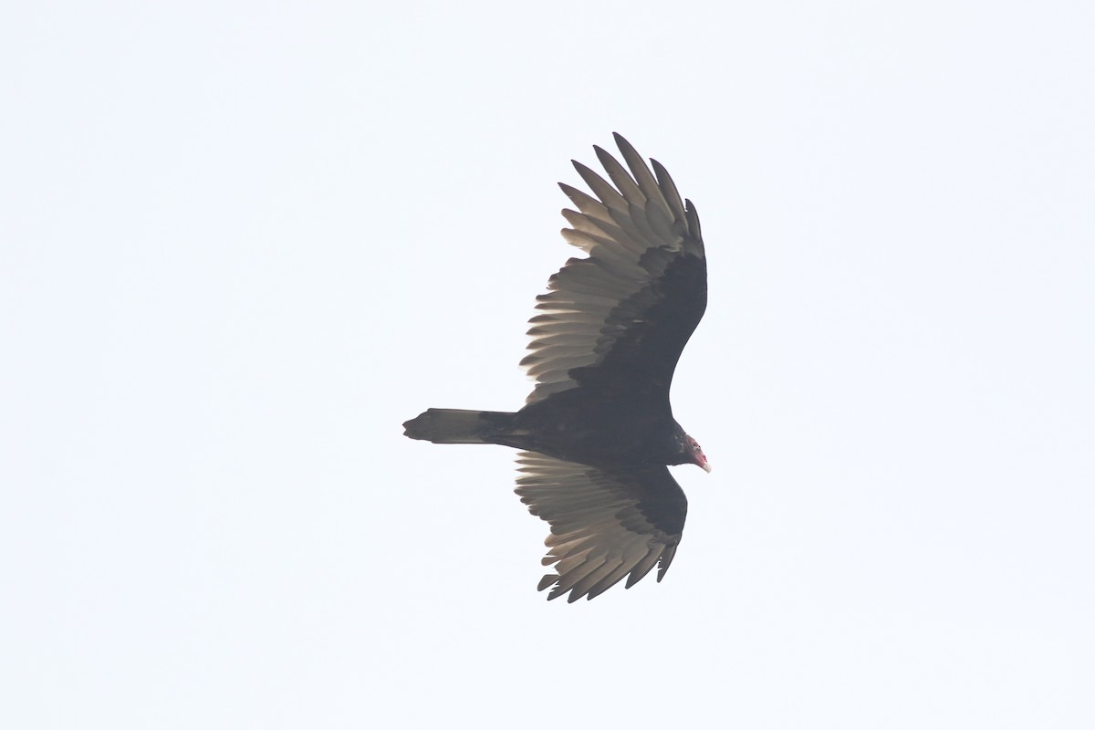 Turkey Vulture - ML624050344