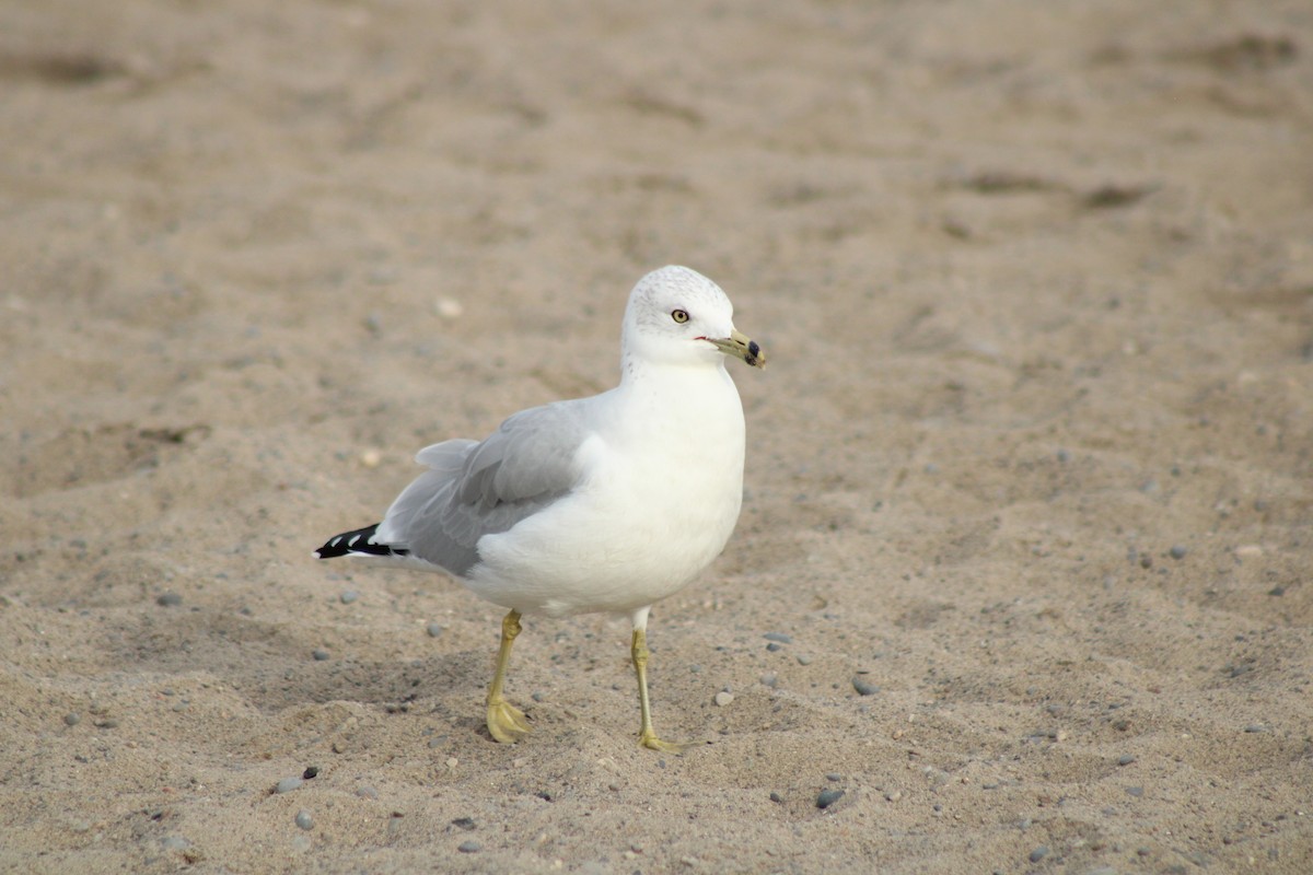 Ring-billed Gull - ML624050349