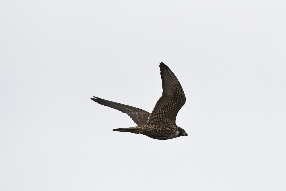 Peregrine Falcon - ML624050378