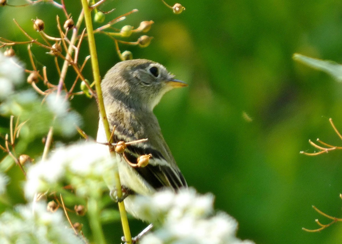 Least Flycatcher - ML624050381