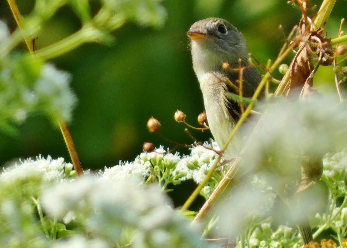 Least Flycatcher - ML624050382