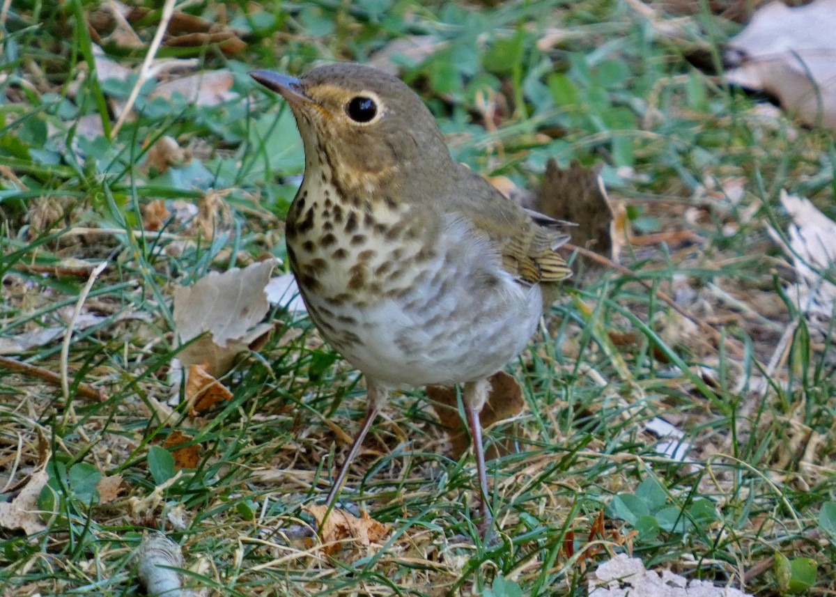 Swainson's Thrush - ML624050383