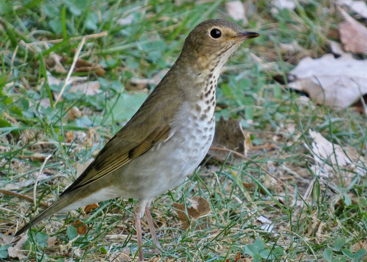 Swainson's Thrush - ML624050385