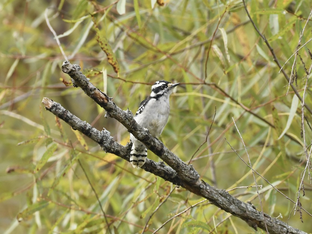 Downy Woodpecker - ML624050386