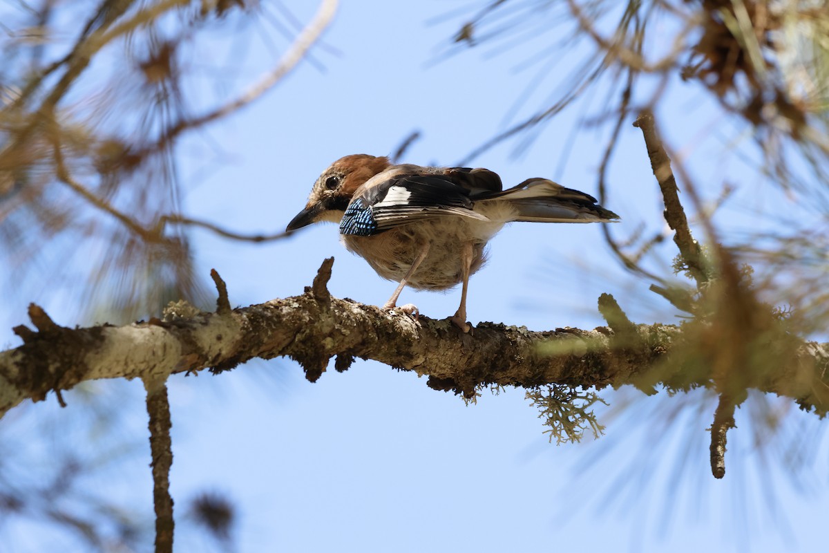 Eurasian Jay - ML624050388