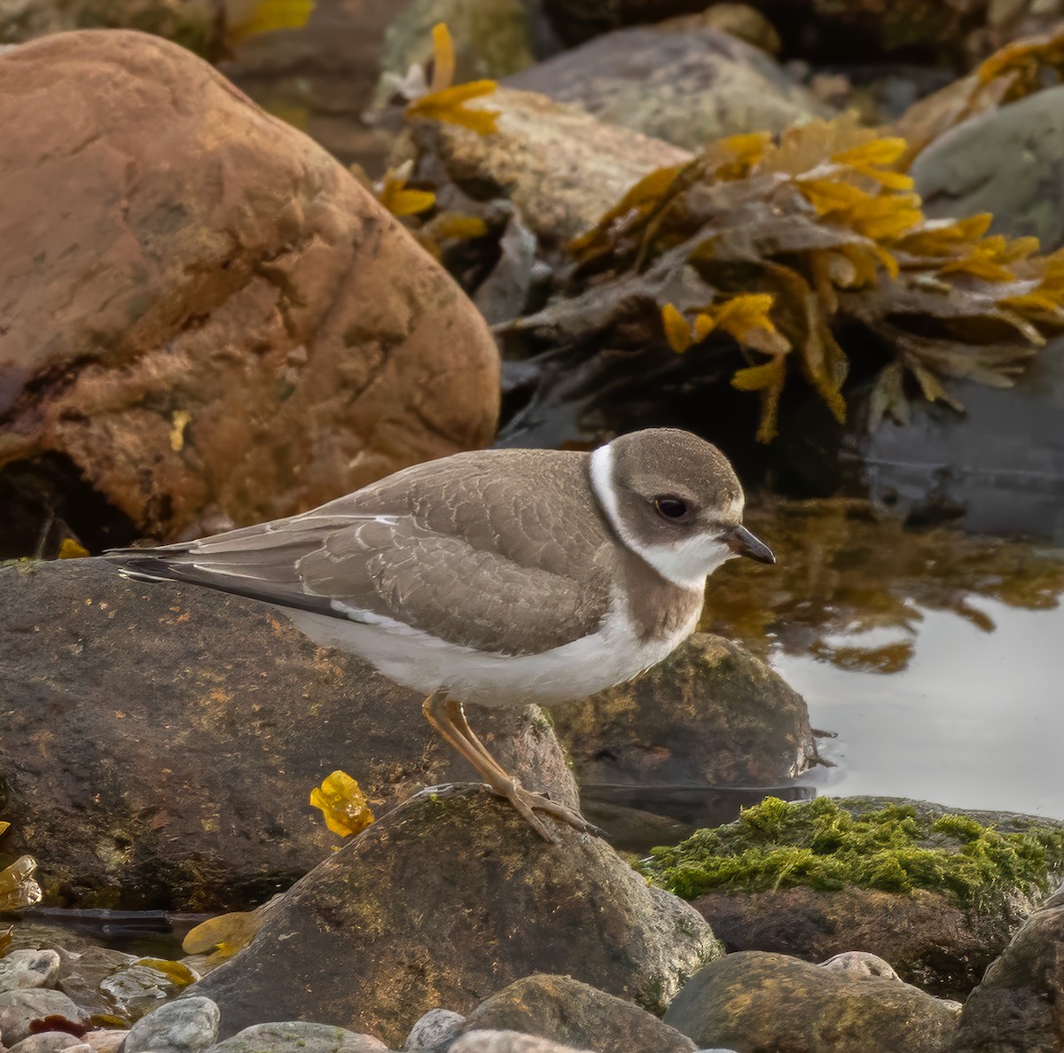 Semipalmated Plover - ML624050390