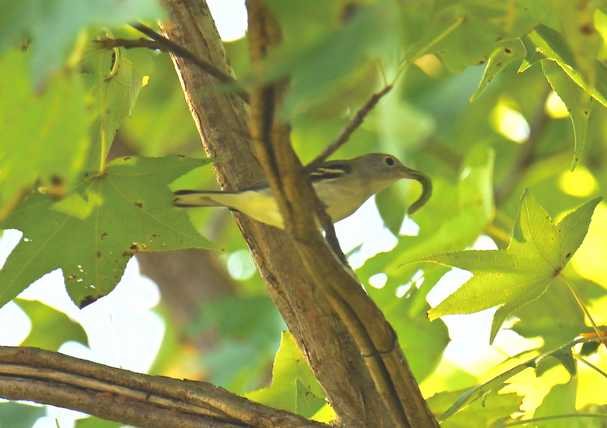 Chestnut-sided Warbler - ML624050391