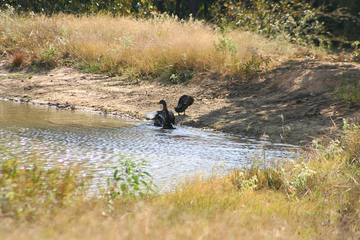 Mallard (Domestic type) - Khloe Campbell