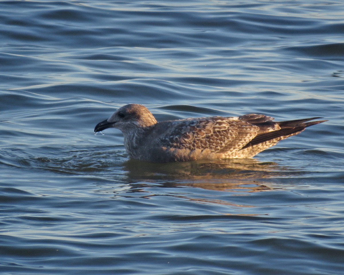 Herring Gull - ML624050395