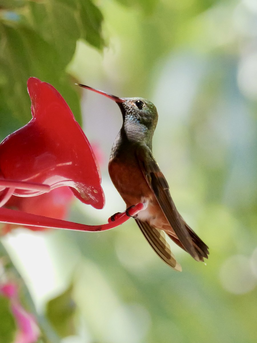 Chestnut-bellied Hummingbird - Valerie Gebert