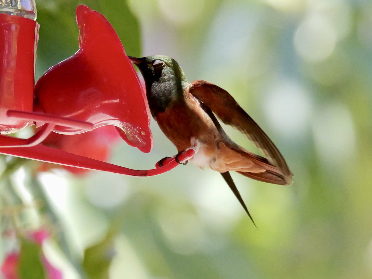 Chestnut-bellied Hummingbird - ML624050399