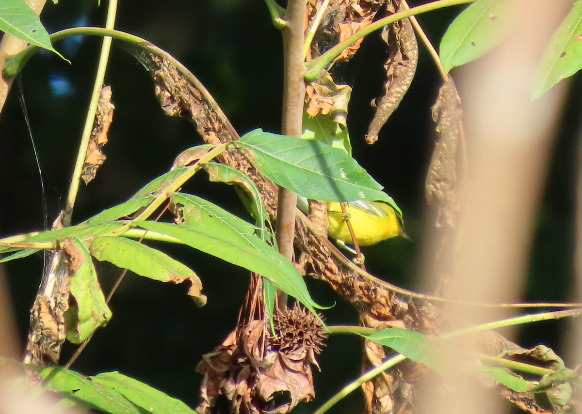 Blue-winged Warbler - ML624050403