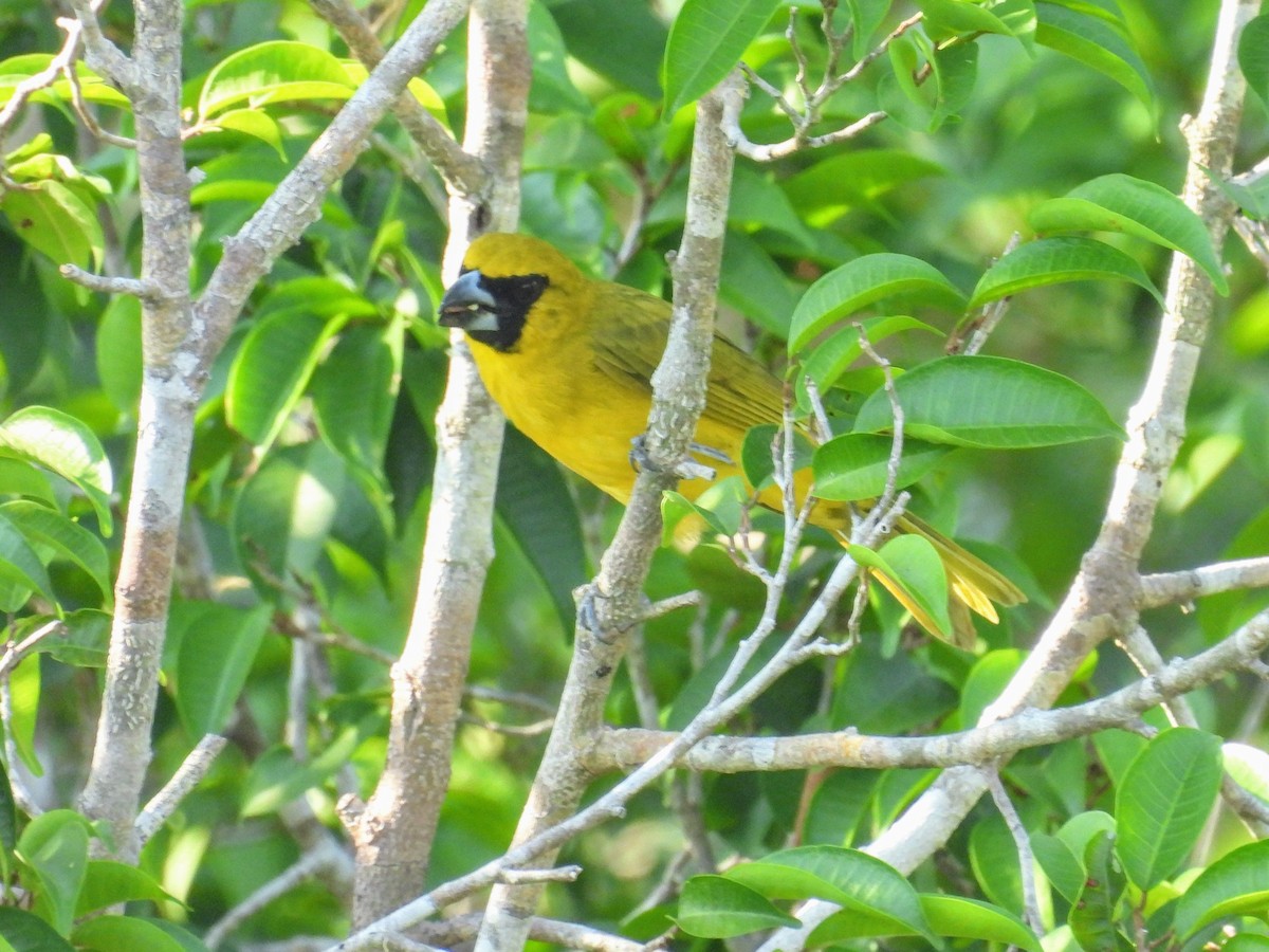 Yellow-green Grosbeak - ML624050409