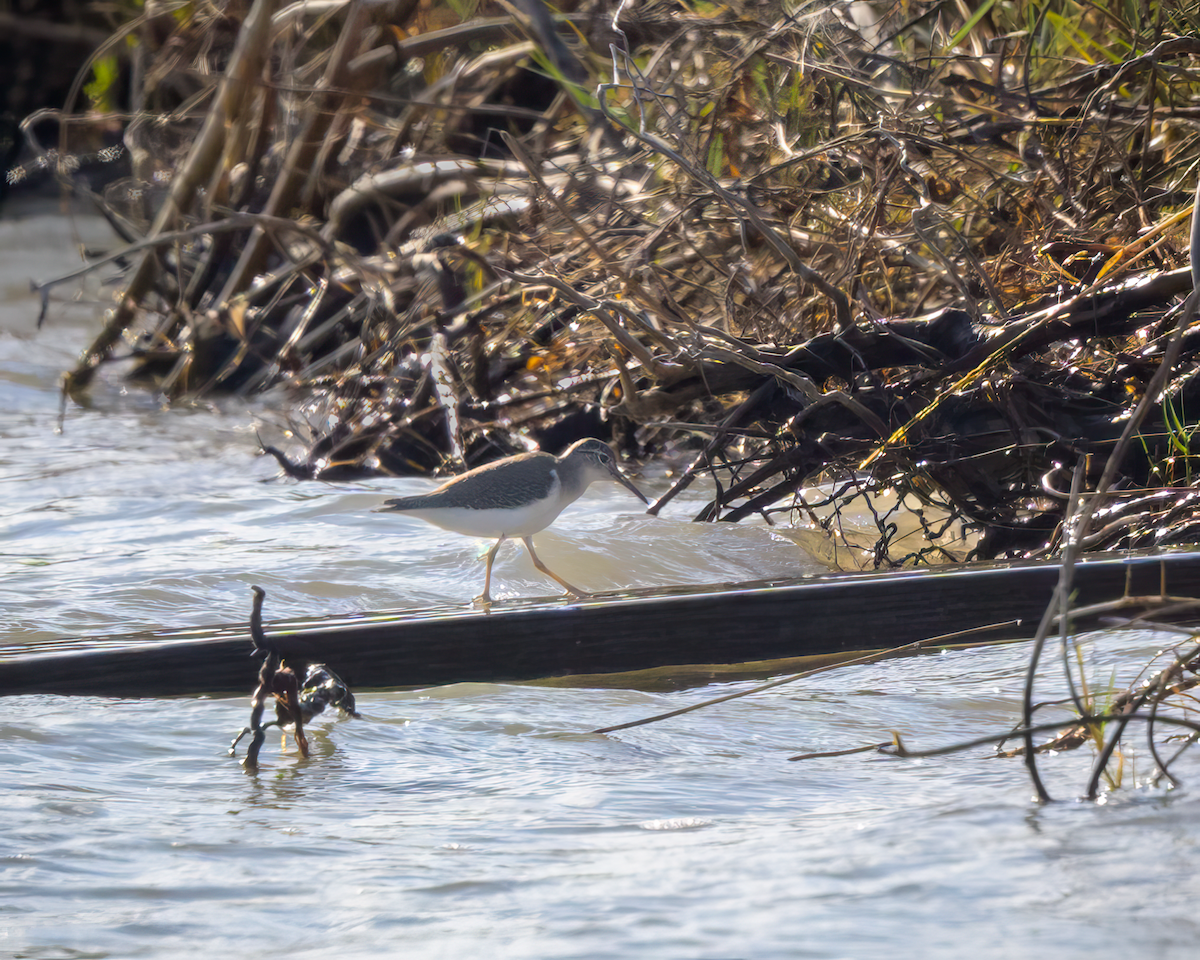 Spotted Sandpiper - ML624050419