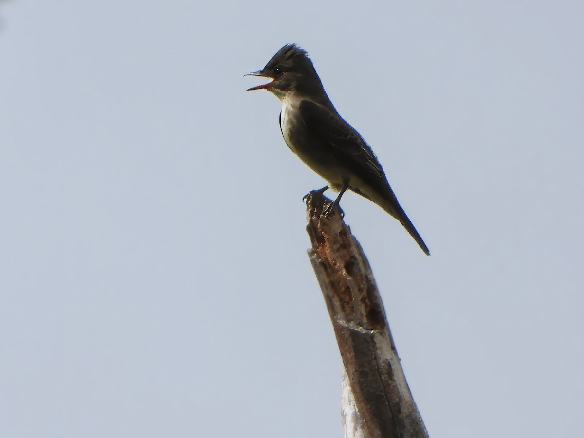 Olive-sided Flycatcher - ML624050420