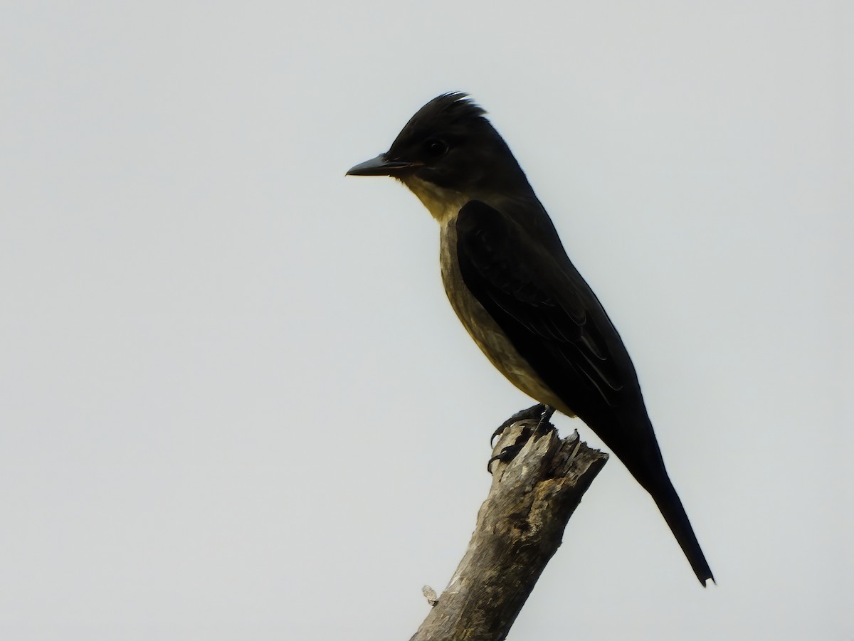 Olive-sided Flycatcher - ML624050422