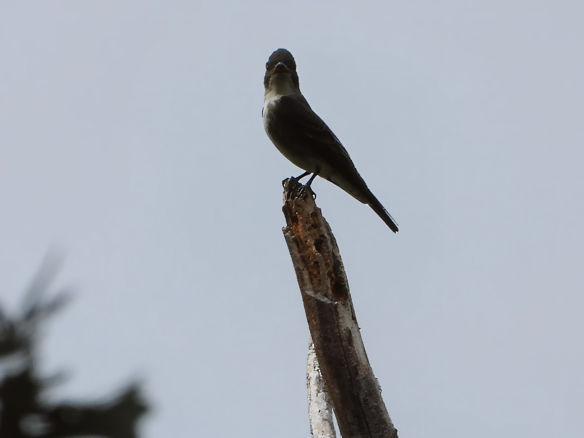 Olive-sided Flycatcher - ML624050423