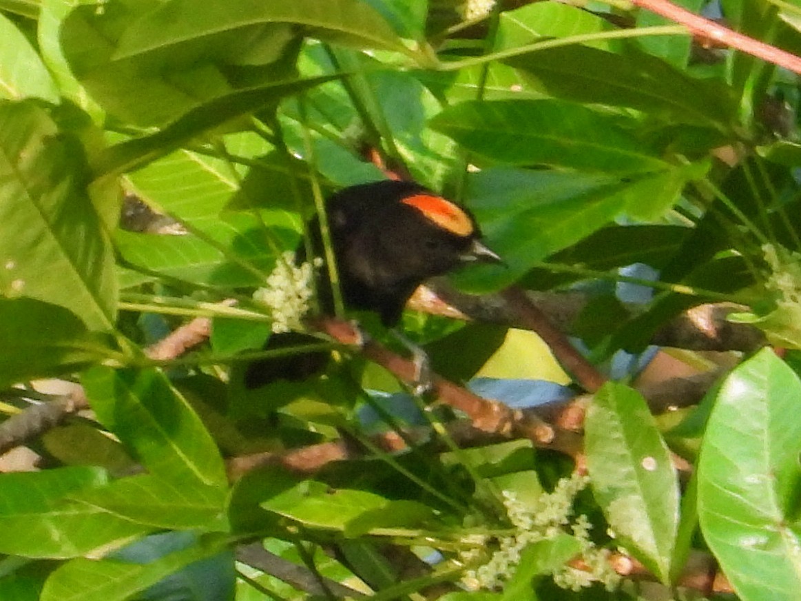 Flame-crested Tanager - ML624050431