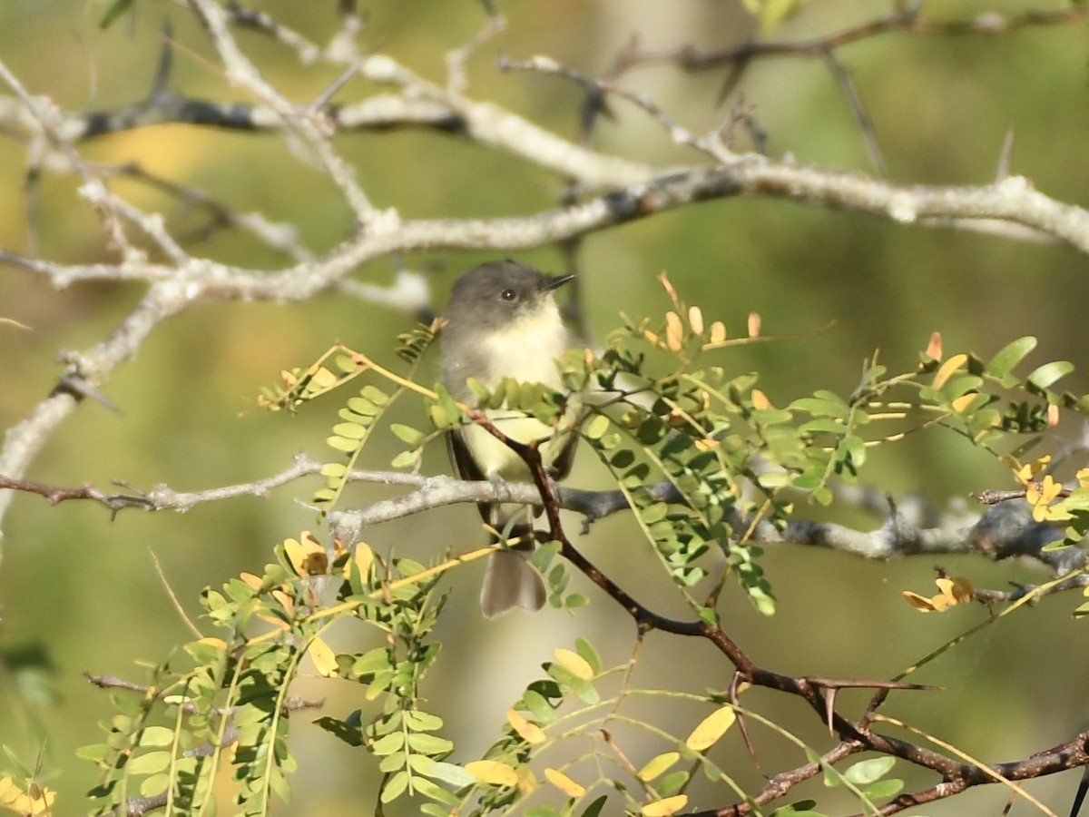 Eastern Phoebe - ML624050436