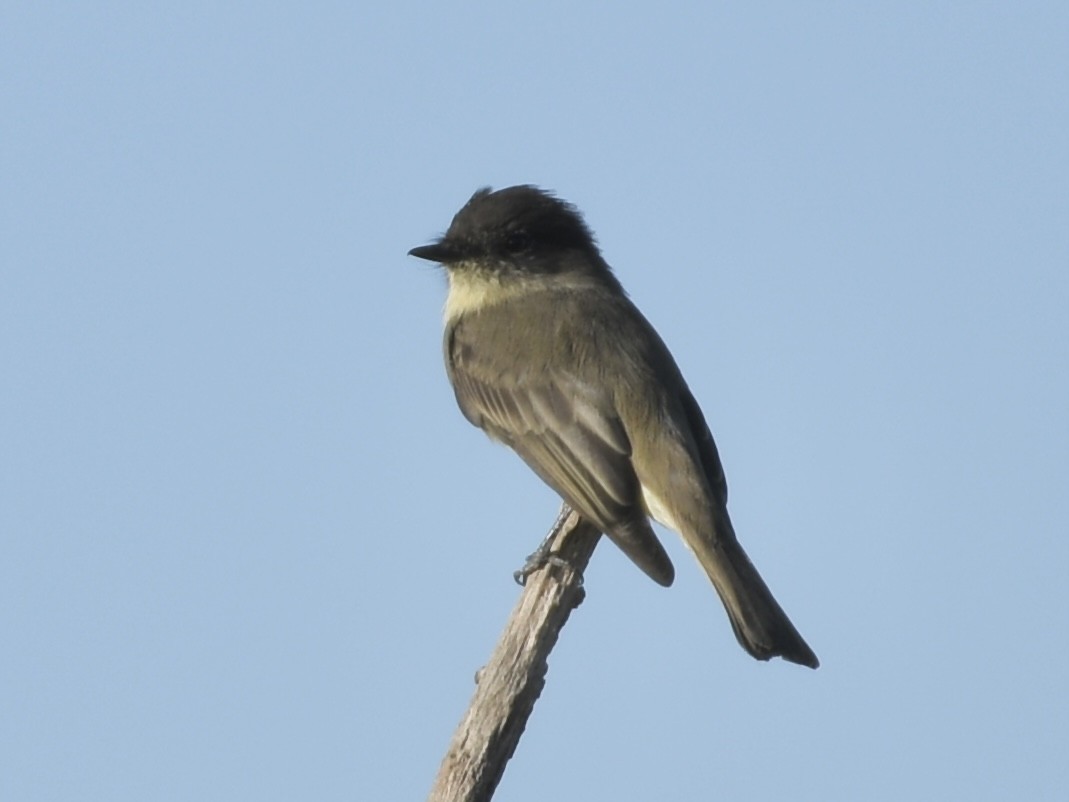 Eastern Phoebe - ML624050437