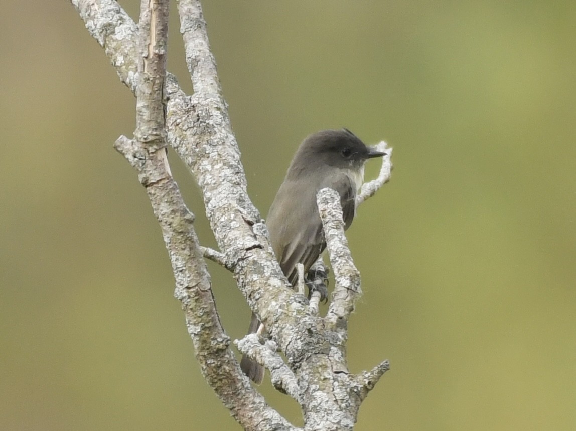 Eastern Phoebe - ML624050438