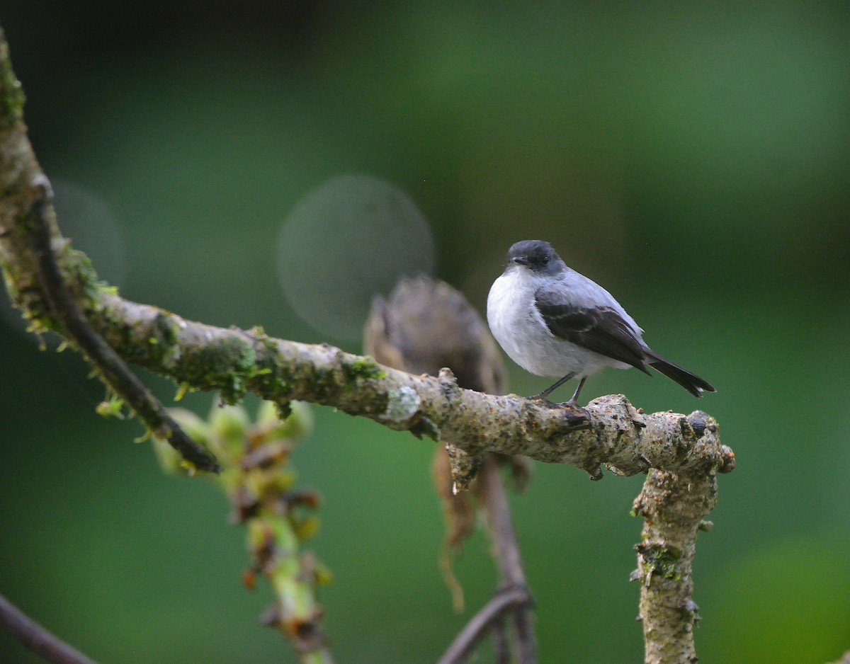 Torrent Tyrannulet - ML624050442